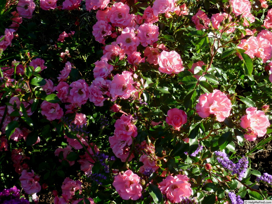 'UNICEF-Rose ®' rose photo