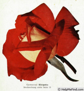 'Kleopatra (hybrid tea, Kordes, 1955)' rose photo