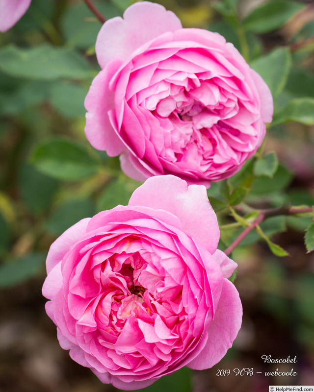 'Boscobel ® (shrub, Austin 2012)' rose photo