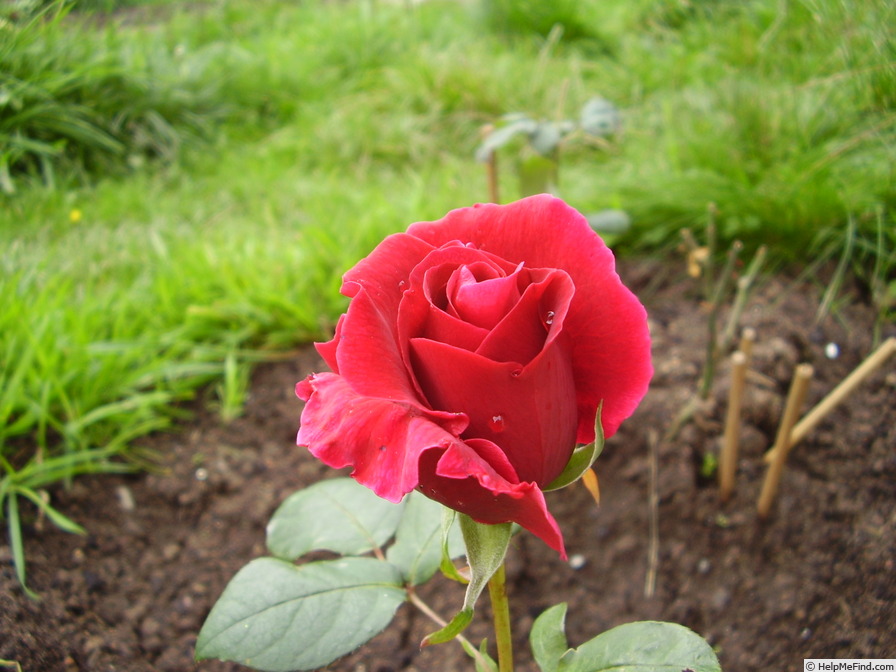 'Mrs. Miniver' rose photo