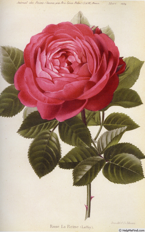 'La Reine' rose photo