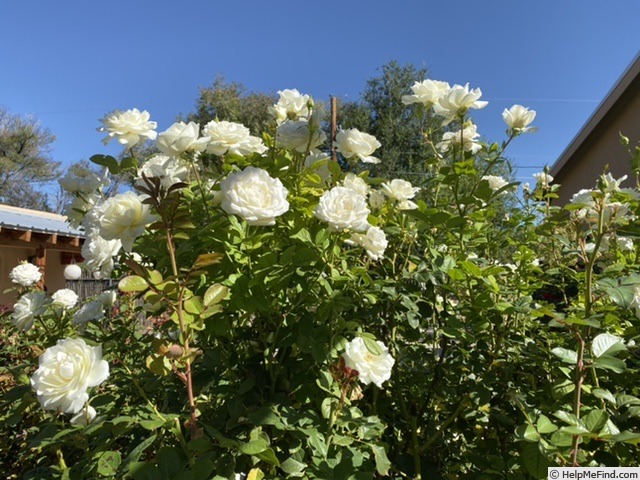 'Moondance (floribunda, Zary, 2007)' rose photo