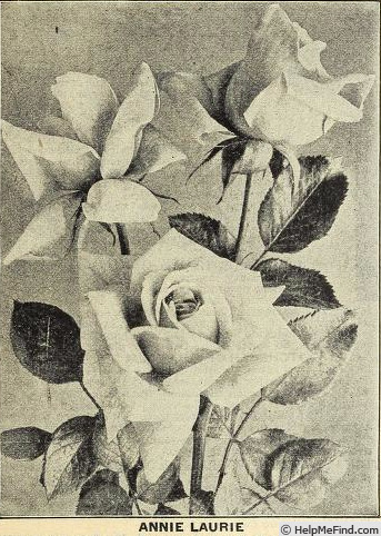'Annie Laurie (hybrid tea, Stuppy, 1918)' rose photo
