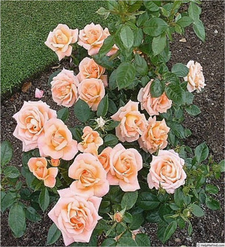 'Lady MacRobert' rose photo