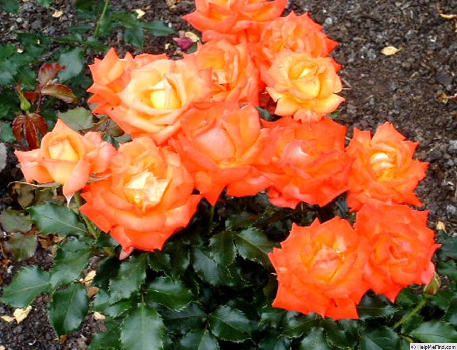 'Unicef (floribunda, Cocker, 1993)' rose photo