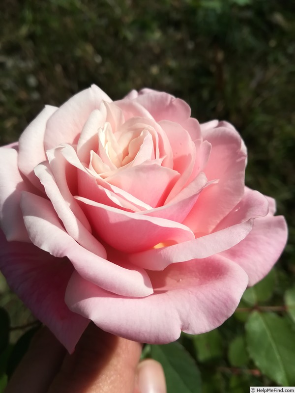 'Mevrouw Boreel van Hogelanden' rose photo