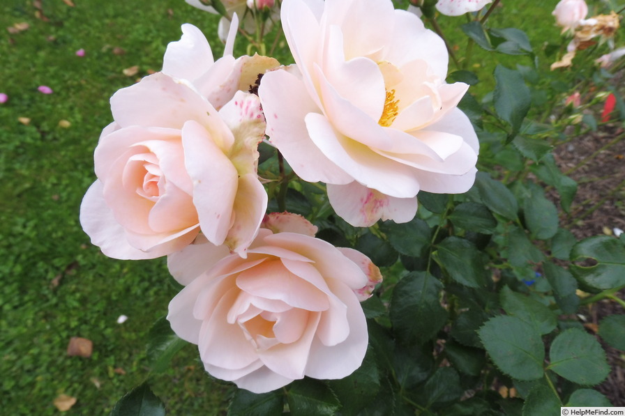 'Sirius ® (floribunda, Evers/Tantau, 2005/13)' rose photo