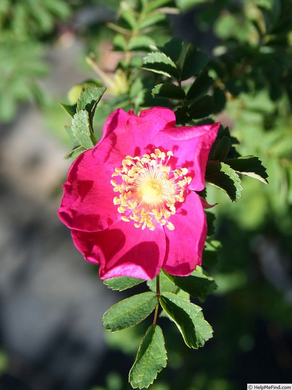 '2019 U5 V32' rose photo