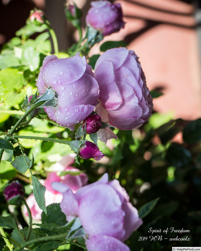 'Spirit of Freedom' rose photo