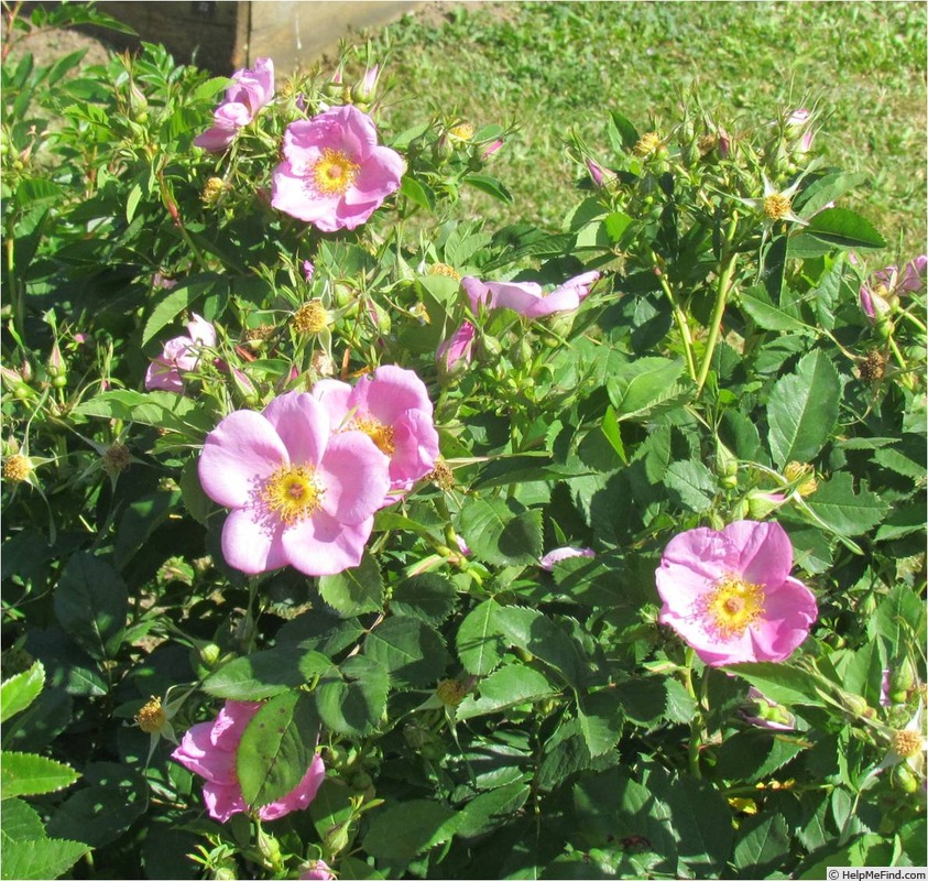 'R. carolina' rose photo