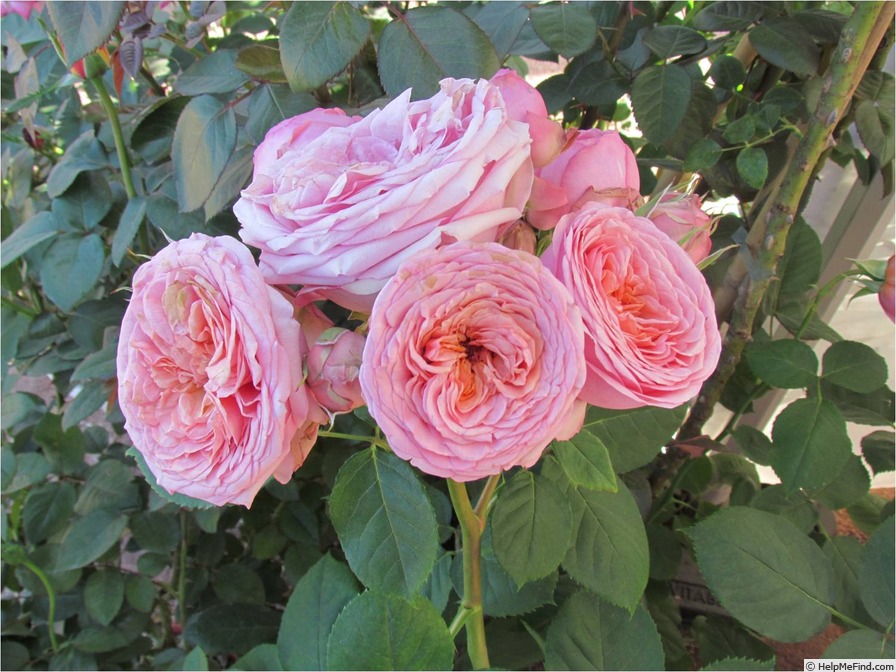 'Quincy Jones ®' rose photo