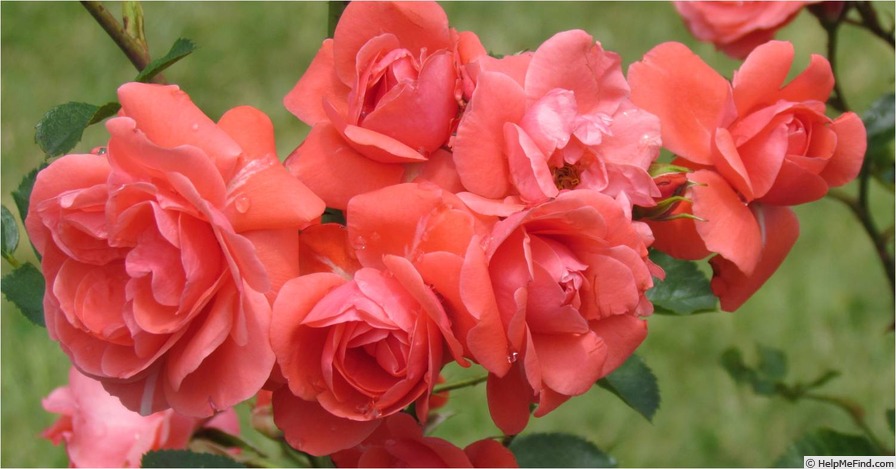'Riberus' rose photo