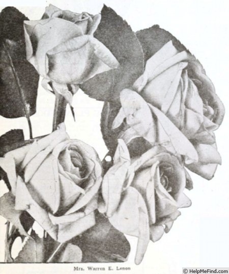 'Mrs. Warren E. Lenon' rose photo