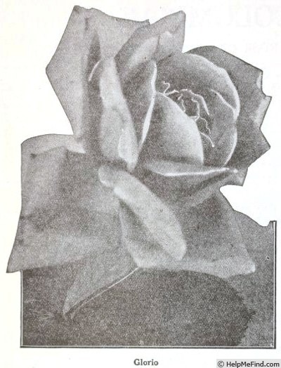 'Glorio' rose photo