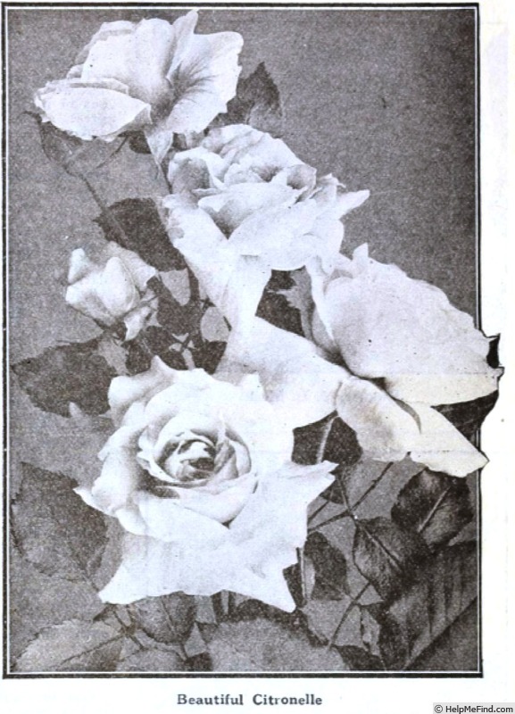 'Citronelle (hybrid tea, Gurney Hill, 1918)' rose photo
