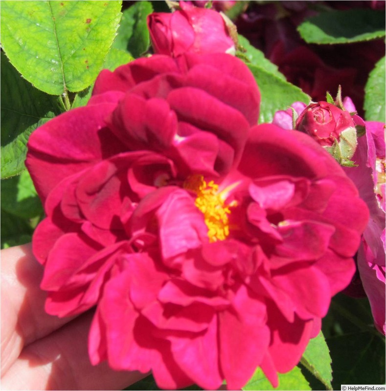 'Red Damask (centifolia)' rose photo
