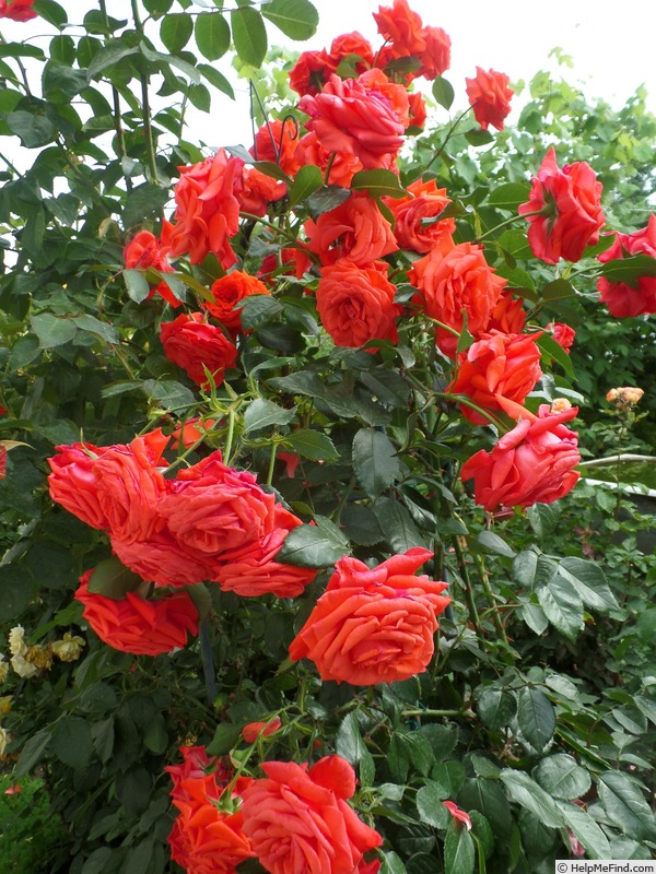 'Salita ®' rose photo
