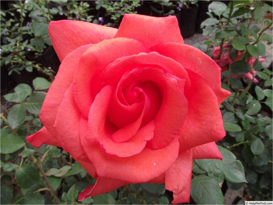 'Garden Pavilion' rose photo