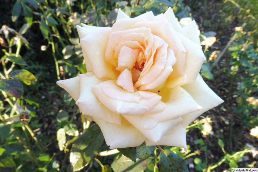 'Ambassador ® (hybrid tea, Meilland, 2014)' rose photo