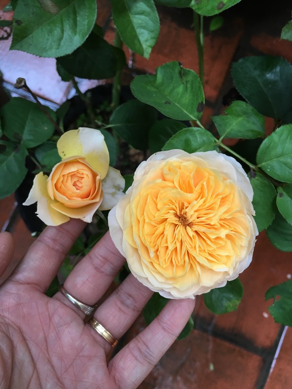 'AUSjameson' rose photo