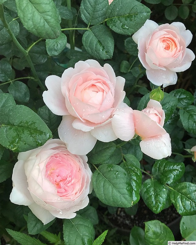 'Roslini' rose photo