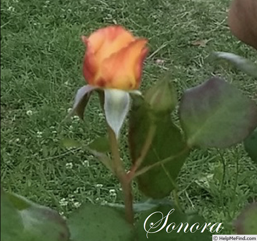 'Sonora' rose photo