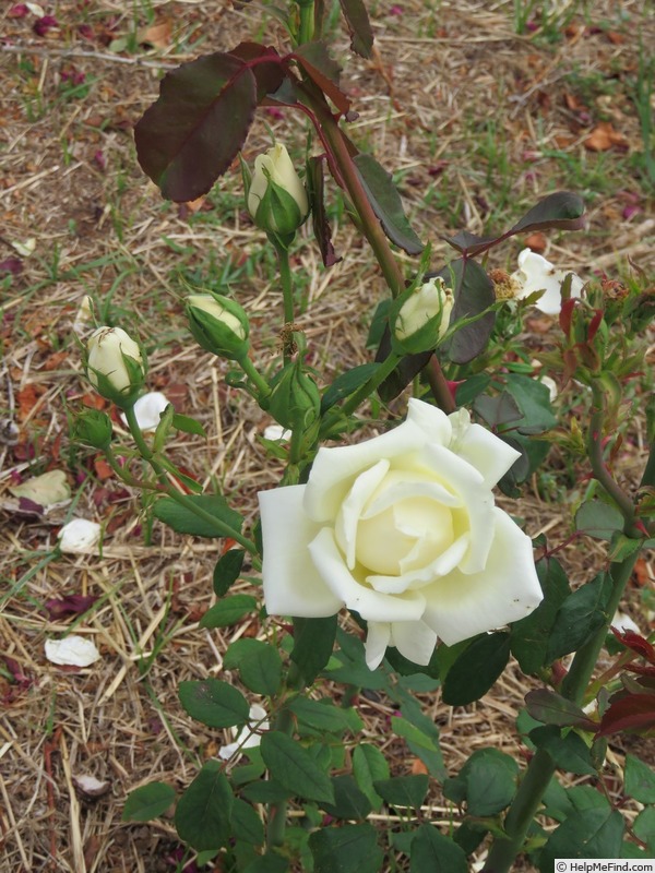 'Mrs. David McKee' rose photo