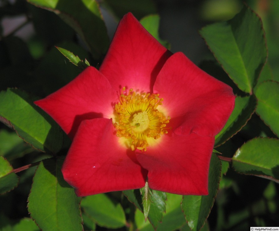 'Screaming Neon Red' rose photo