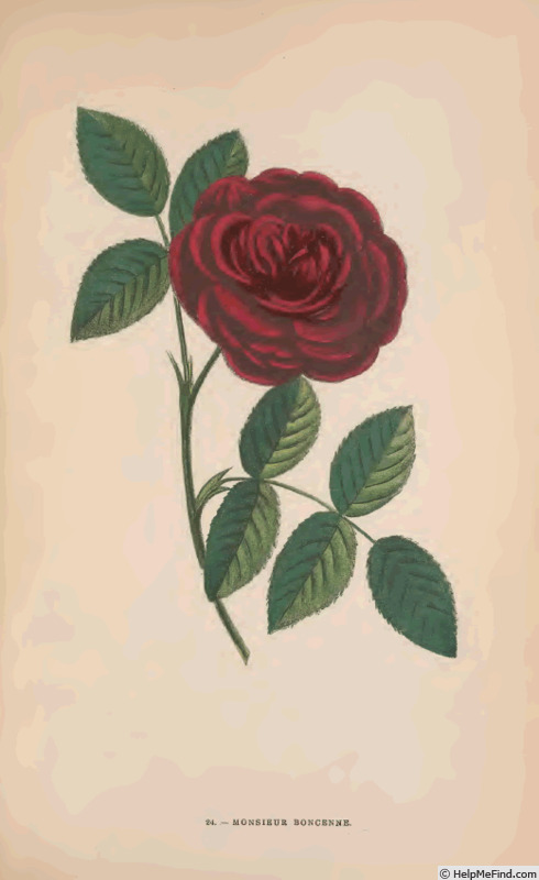 'Monsieur Boncenne' rose photo
