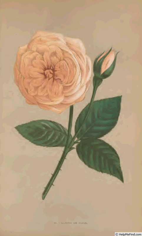 'Gloire de Dijon (Tea Noisette, Jacotot 1850)' rose photo