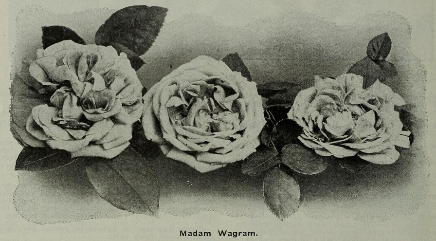 'Madame Wagram, Comtesse de Turenne' rose photo