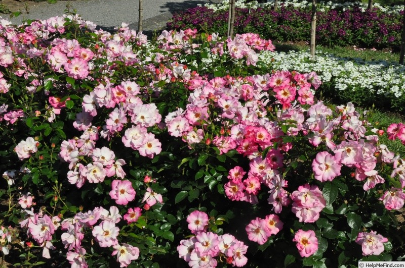 'Tourmaline ® (floribunda, Delbard, 2015)' rose photo