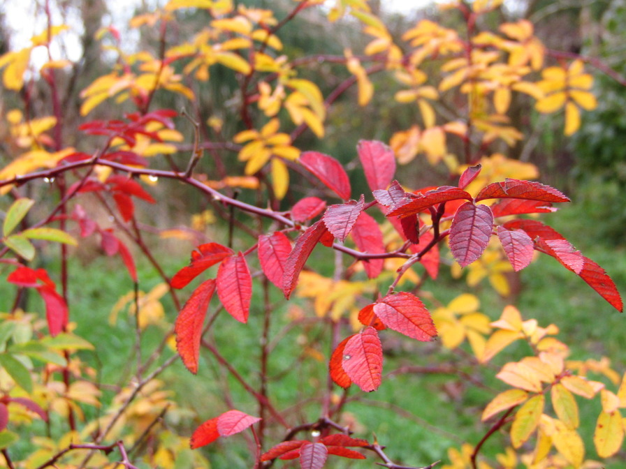 'R. cinnamomea plena' rose photo