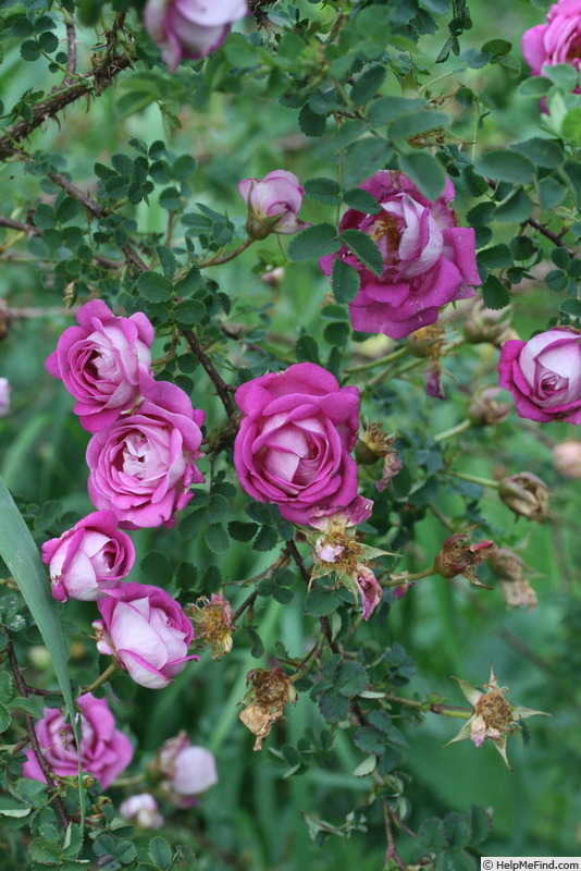 'Queen Mary (Hybrid Spinosissima)' rose photo