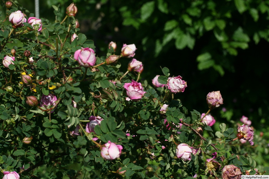 'Queen Mary (Hybrid Spinosissima)' rose photo