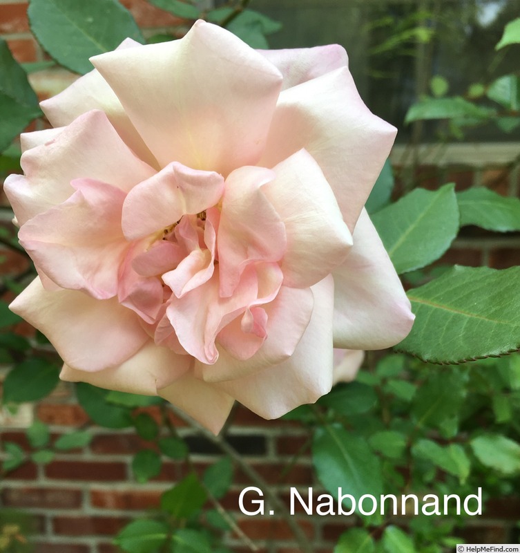 'G. Nabonnand (Tea, Nabonnand, 1888)' rose photo