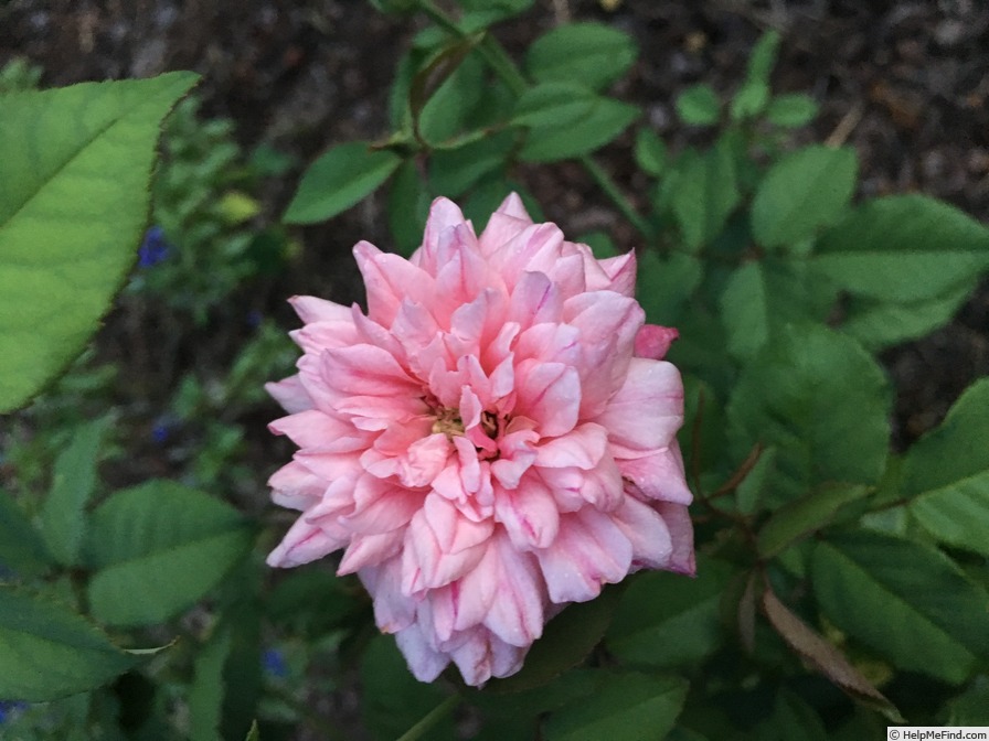 'Monsieur Tillier' rose photo