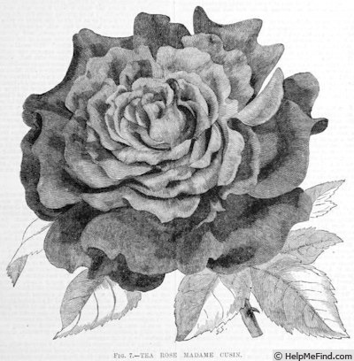 'Madame Cusin' rose photo