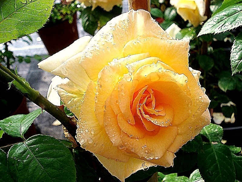 'Johan Jongkind ®' rose photo