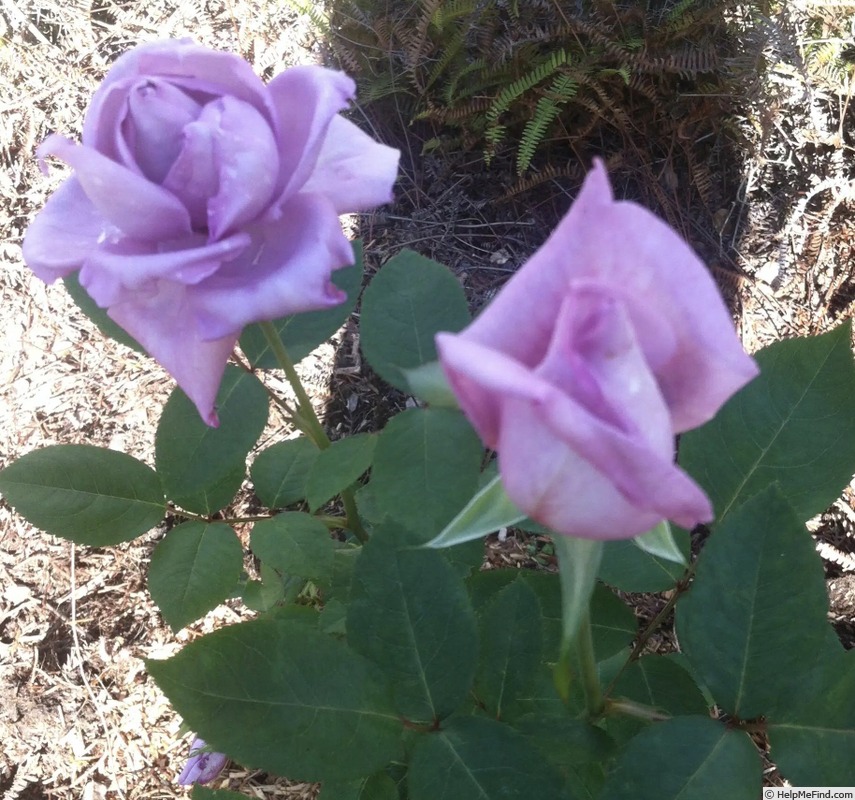 'Blue Girl (hybrid tea, Kordes, 1964)' rose photo