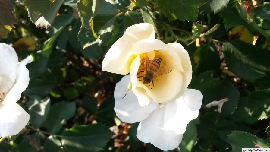 'Limoncello' rose photo