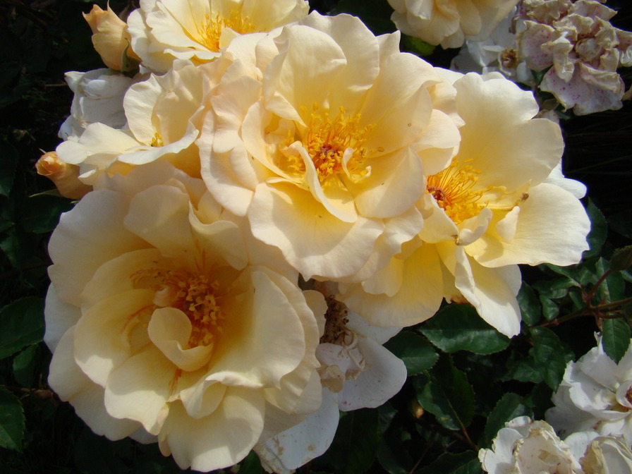 'Stéphanie d'Ursel ®' rose photo