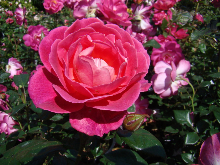 'Milhem Pemberton ®' rose photo