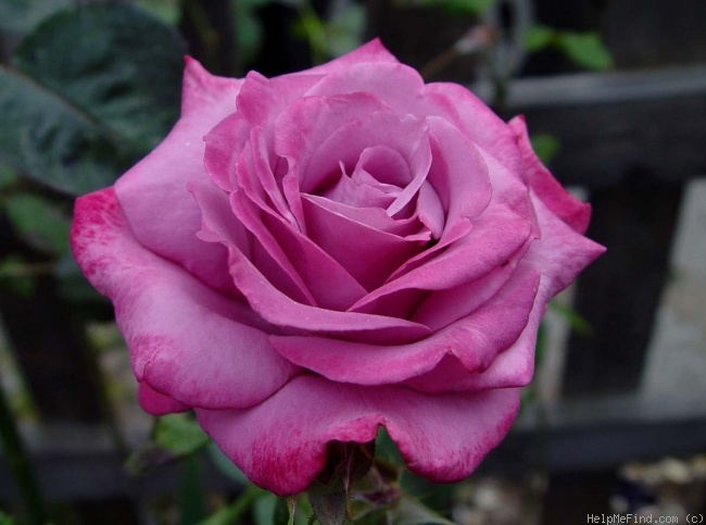 'Spellcaster' rose photo