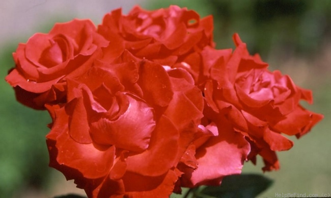 'Boksburg Fantasia' rose photo