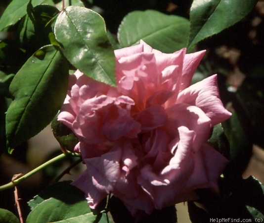 'Burbank' rose photo