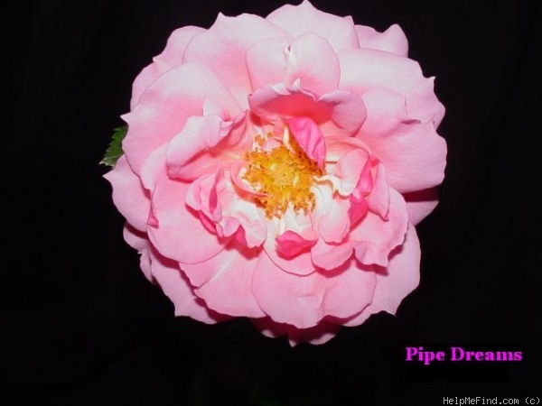 'Pipe Dreams' rose photo