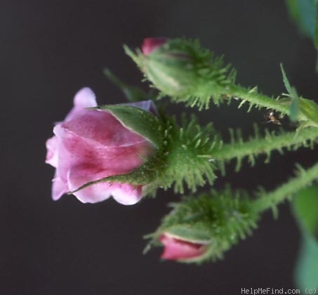'À Longs Pédoncules (moss, Robert 1854)' rose photo