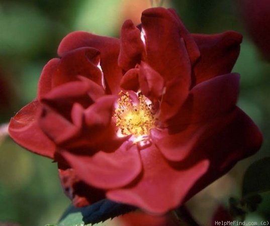 'Autumn Fire (miniature, Moore, 1983)' rose photo
