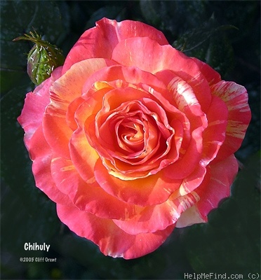 'Chihuly ®' rose photo